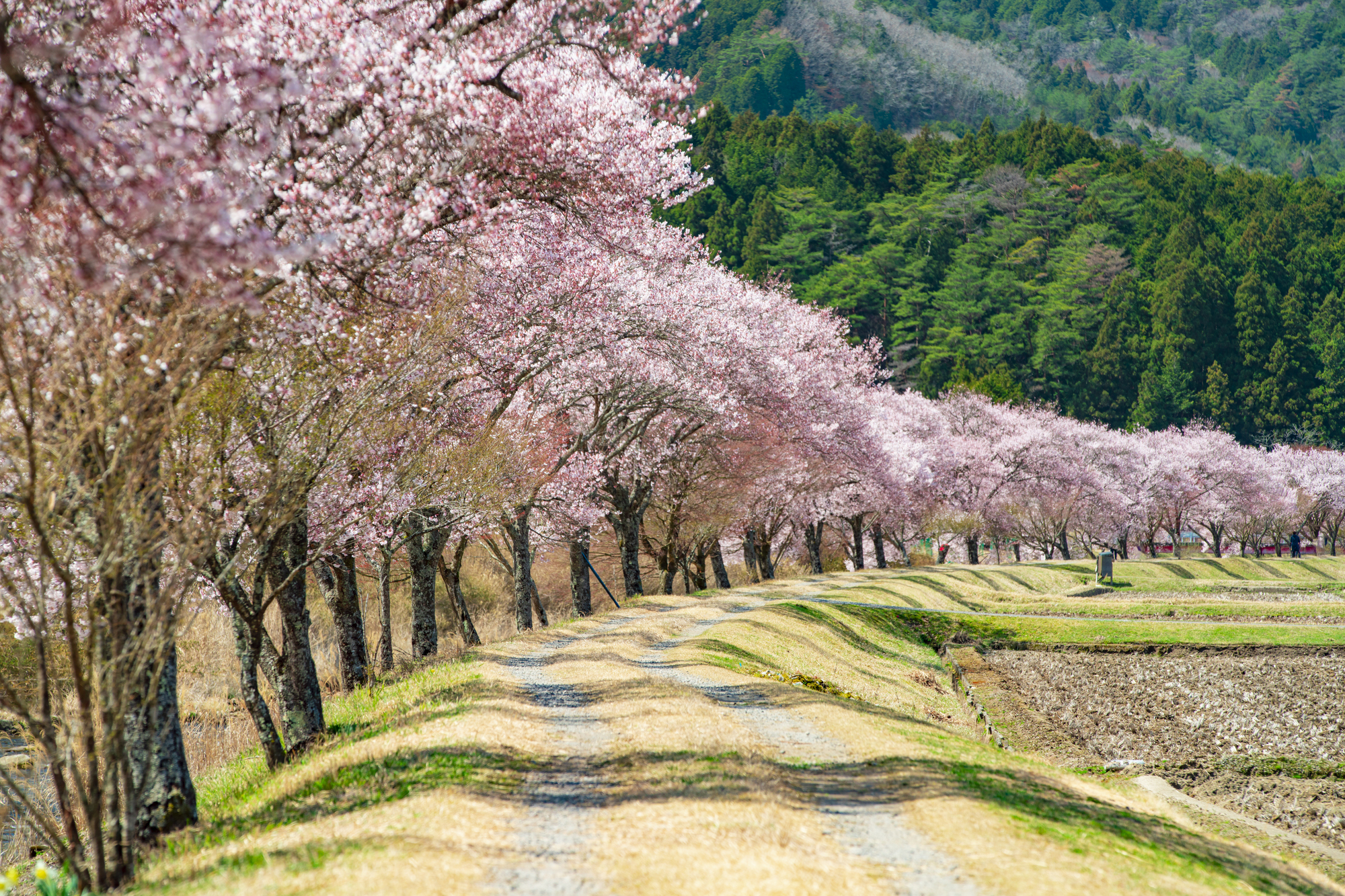 名倉川沿いに約1.3kmつづく清水のコヒガンザクラ並木