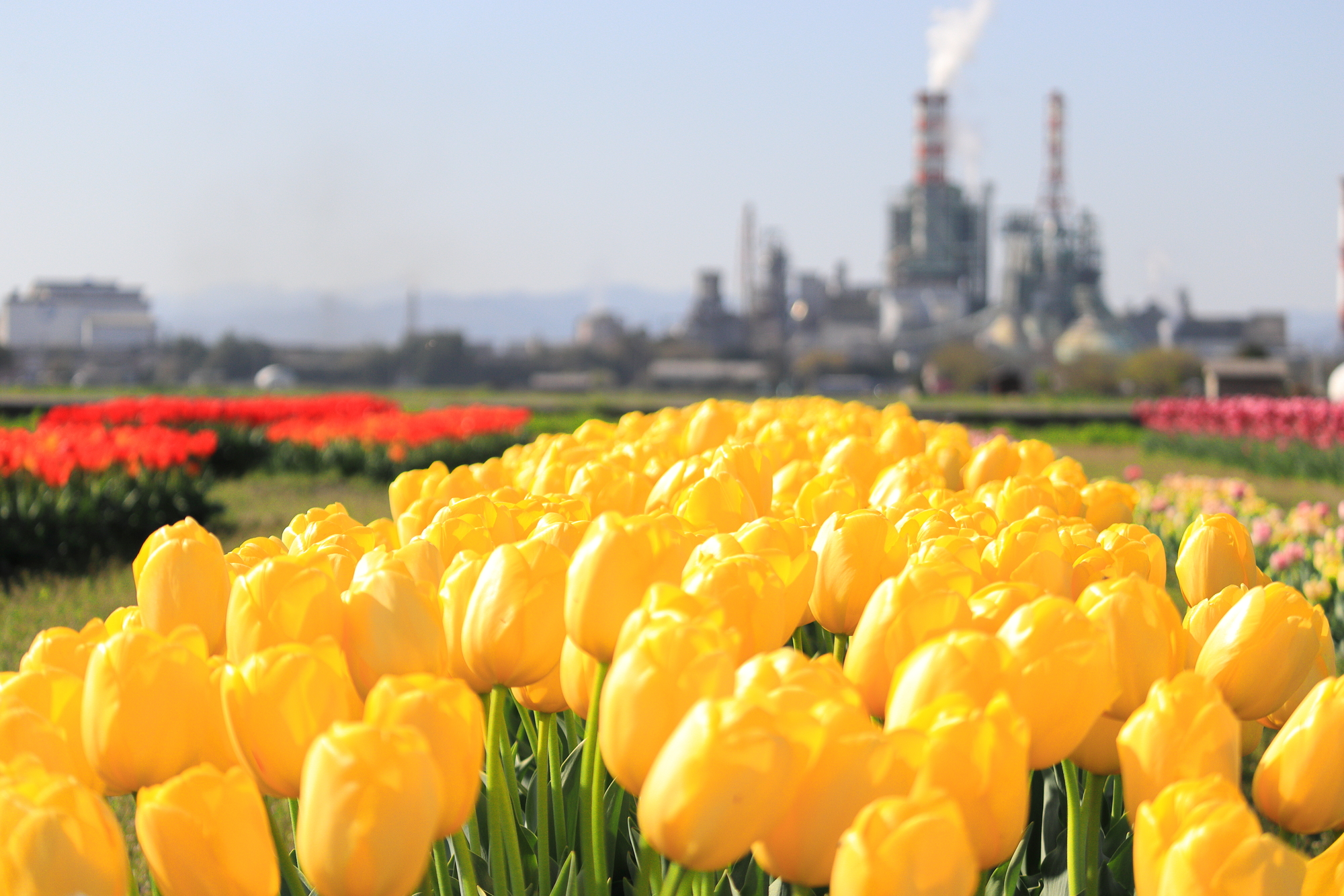 村の花・チューリップが4月中旬に咲き誇る