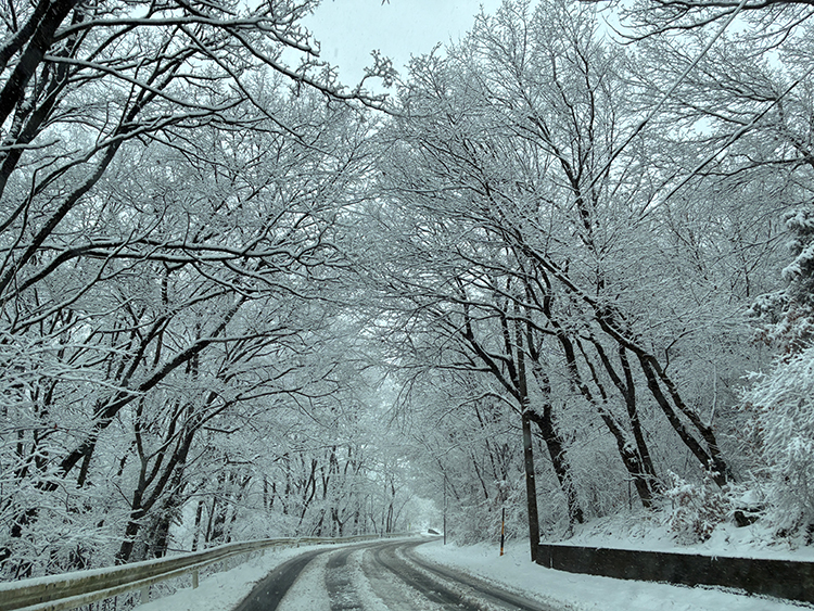 白と黒のコントラストに心が癒される雪の日の一コマ。真冬にはマイナス10度以下の厳しい寒さの日も