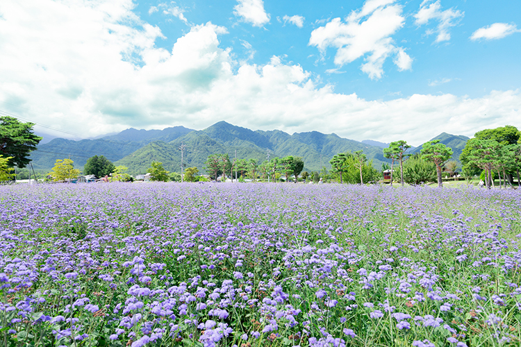 安曇野ちひろ公園の中央にある大花壇。春にはパンジー、夏にはアゲラタムが咲き誇る