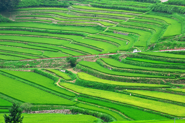 標高400mの山間地に360度すり鉢状に約750枚の棚田が広がる大垪和西の棚田。瀬戸内地域で最大規模を誇る