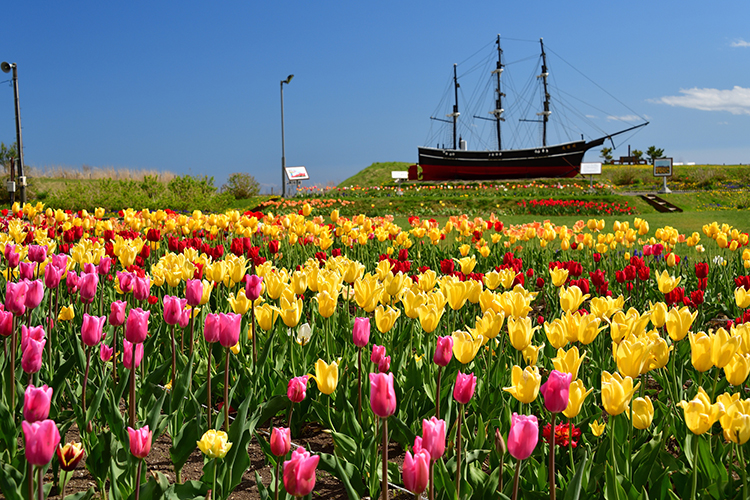 数万球のチューリップが咲き誇るサラキ岬チューリップ園。明治時代に軍艦「感臨丸」が座礁した