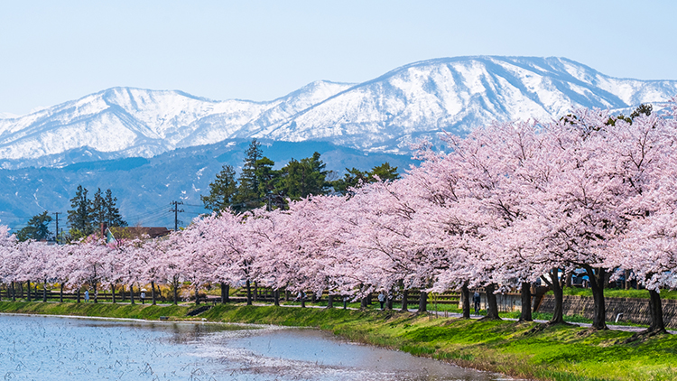 徳川家康の六男、松平忠輝公の居城として築城された、高田城の跡に造られた高田城址公園。春になると約4000本のソメイヨシノが咲き誇る
