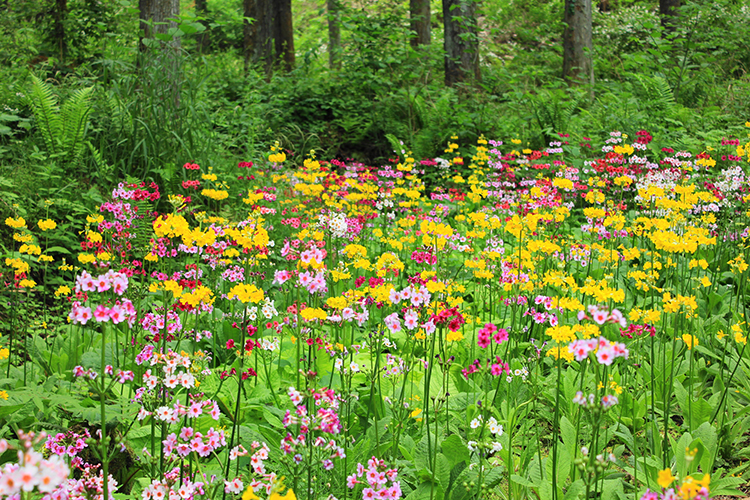 山間にある九十九谷森林公園には、村花であるクリンソウが咲く