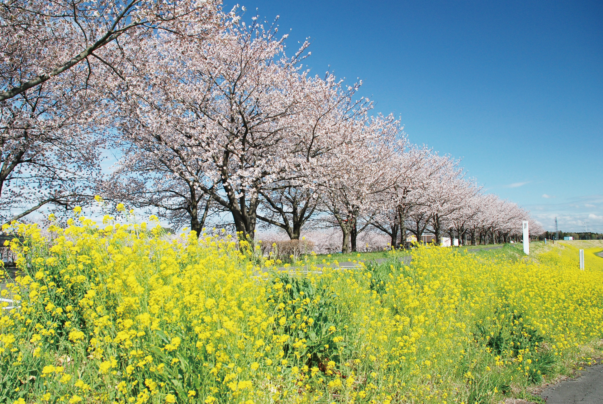 春には満開の桜並木と菜の花が咲き誇る美しい光景が見られる（画像提供：茨城県境町）