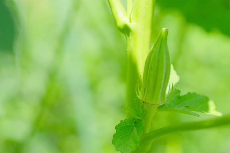 梼原の自然の恵みをうけた野菜がすくすくと育ちます
