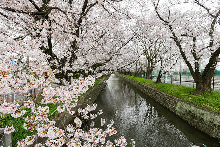 春の玉川上水の風景
