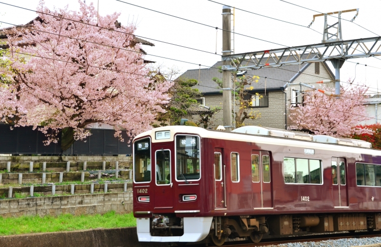 ▲吹田市と大阪市を結ぶ阪急電鉄千里線。線路沿いに桜並木が続くため、春は電車でお花見ができる