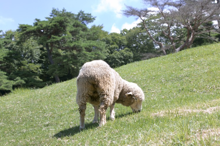 ©一般財団法人神戸観光局
▲六甲山牧場では可愛い羊たちが放し飼いに