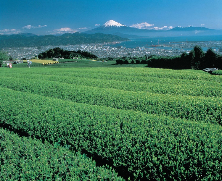 日本平の茶畑と富士山
写真提供:静岡県観光協会