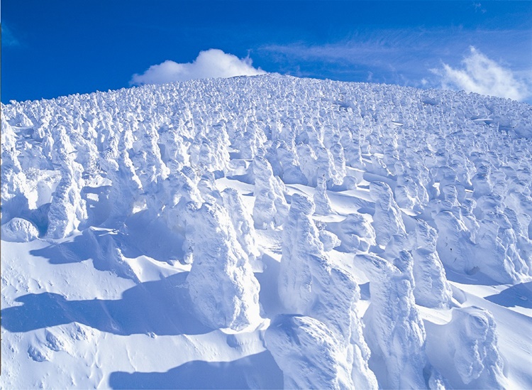 ウインタースポーツが楽しめる蔵王は氷と雪の芸術品「樹氷」も見事（提供：山形県）
