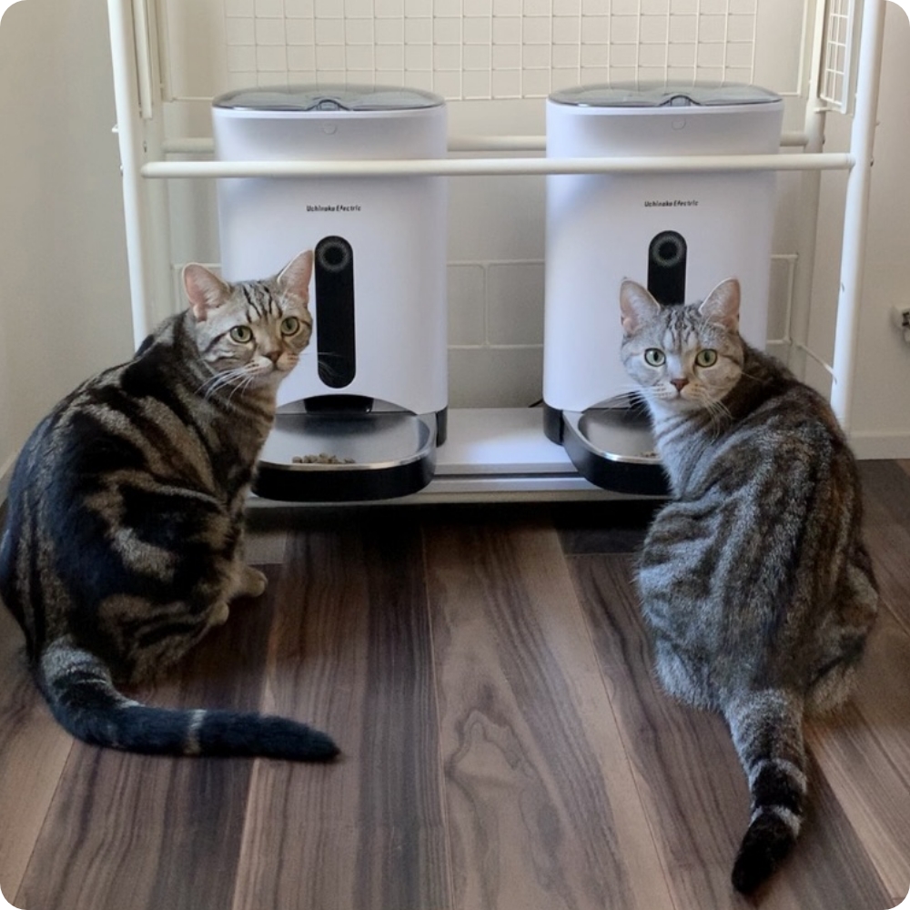 大きくなったナツメとスズのために新しくした猫用自動給餌機。
