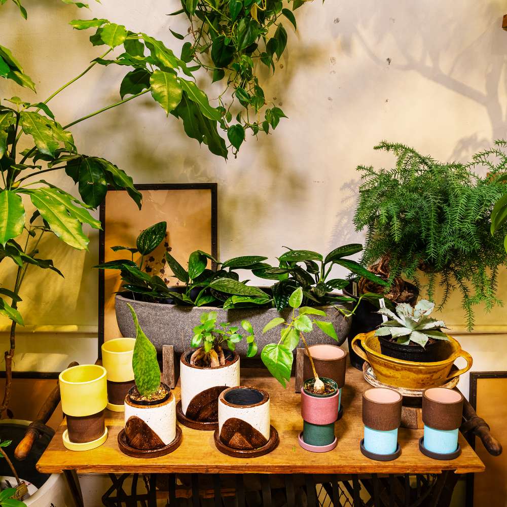 生きて、変化して、格好いい。植物で部屋を素敵に飾る