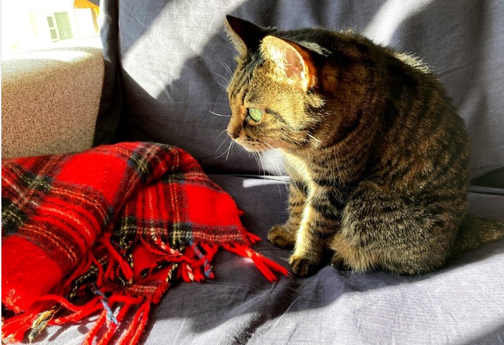 赤い毛布は見た目もあったか。愛猫のつぶらちゃんもお気に入り