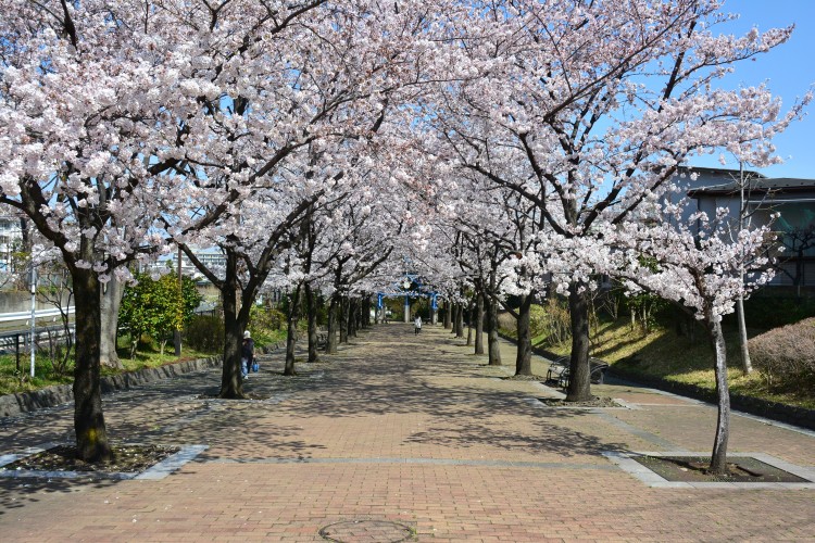 55本のソメイヨシノと20本のヤマザクラが咲き誇ります。
画像提供：東京都北区