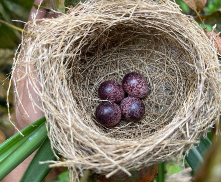 ツルヒヨドリ（特定外来生物）の駆除中に、畑で見つけた鳥の巣