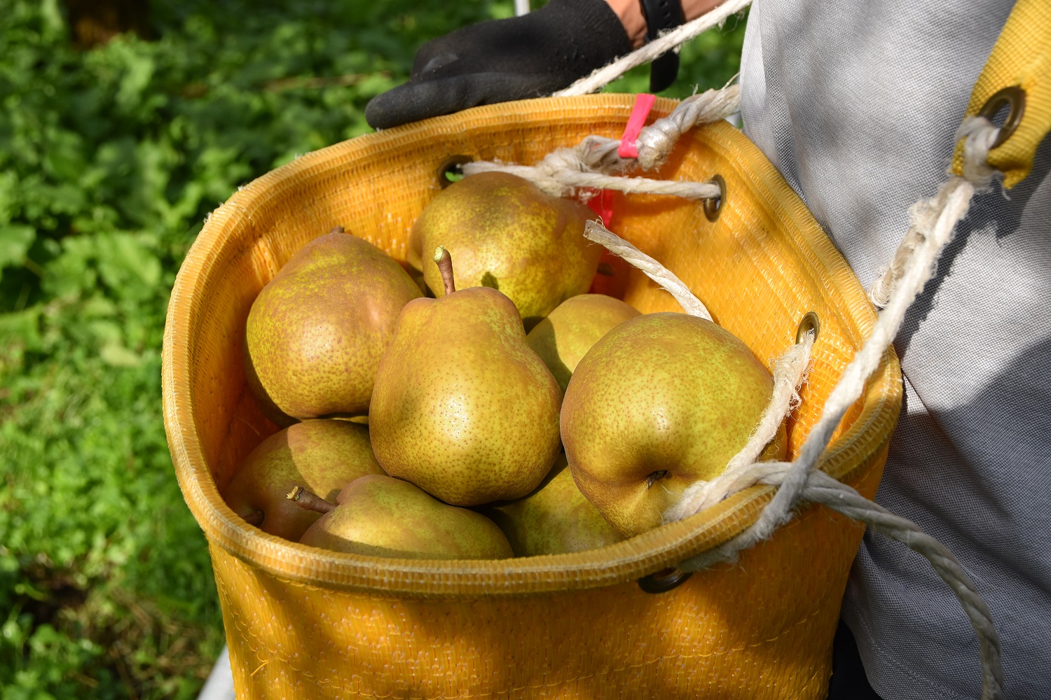 山形県の果物の代名詞でもあるラ・フランスは大江町でも栽培が盛ん