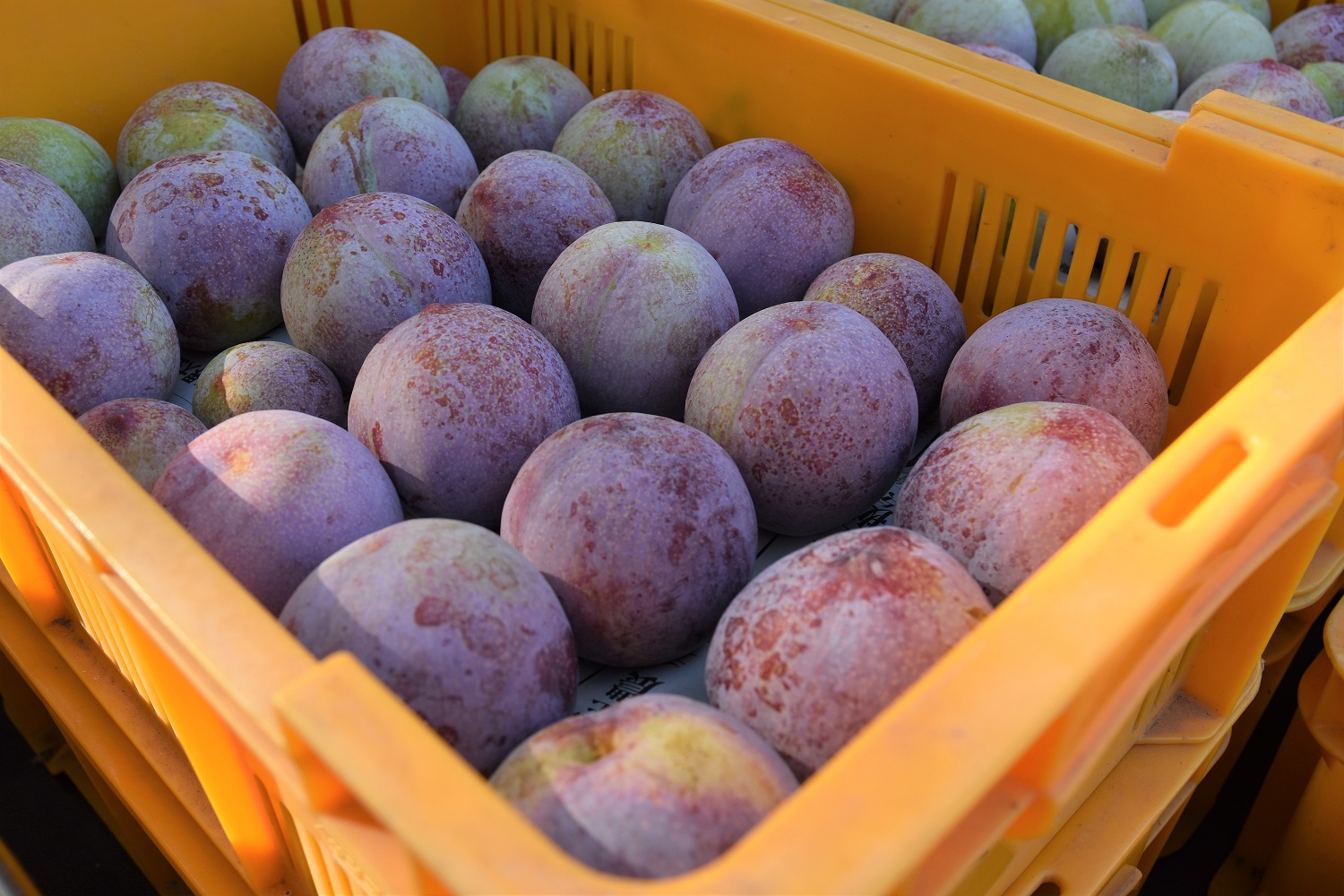大玉で甘い果実が特徴のスモモ「サンルージュ」