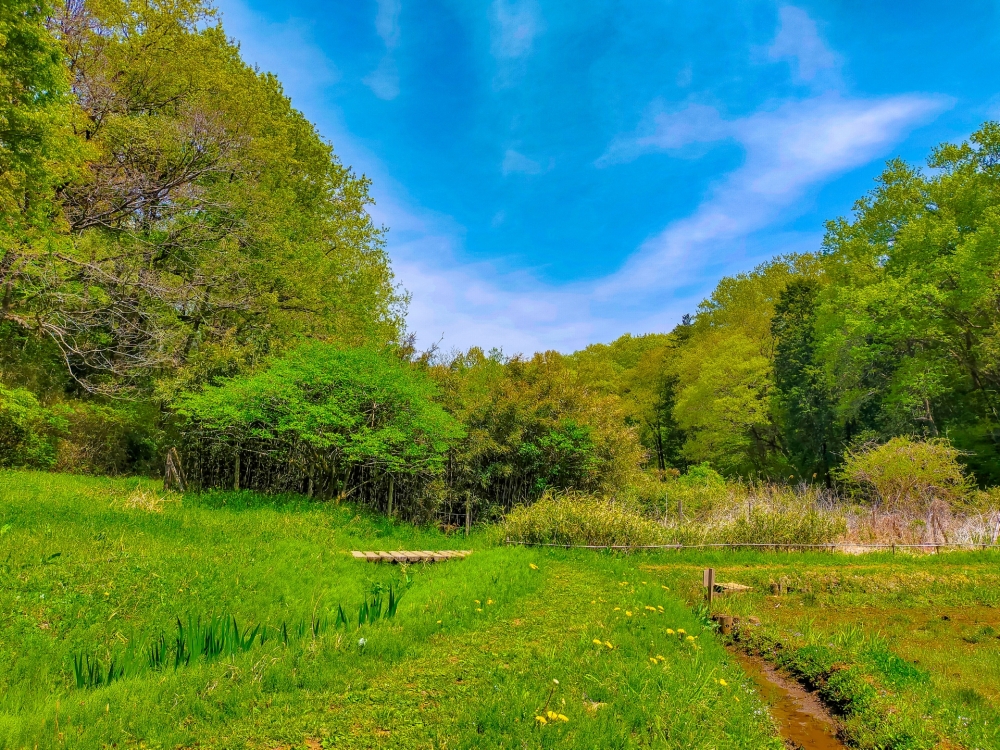 休日は自然豊かな森で深呼吸。子育て環境も揃った埼玉県・所沢の住みやすさや治安を解説