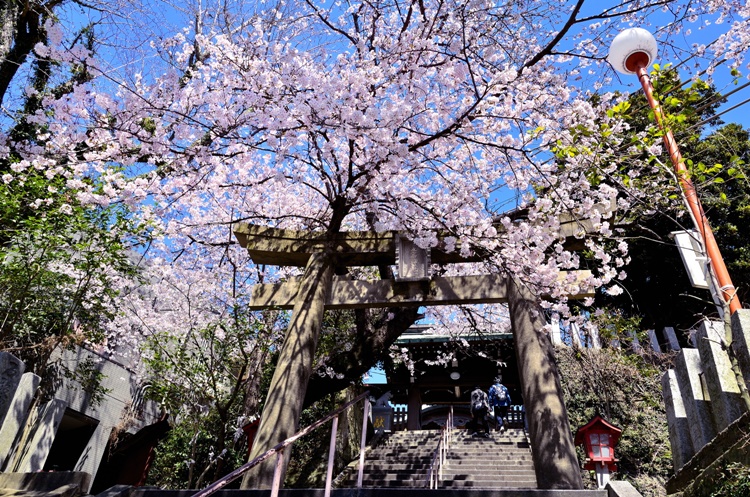 姪浜エリアの東側にある鷲尾愛宕神社。春は約2,000本の桜が彩り、花見客でにぎわいます。
写真提供：福岡市